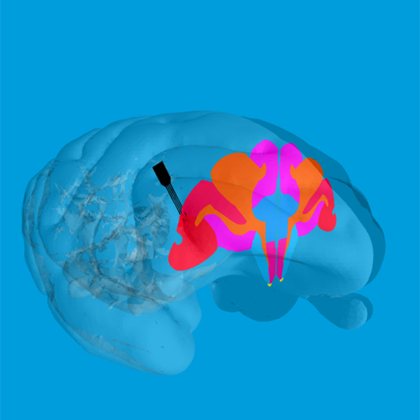 Brain Centered Systems and Analytics